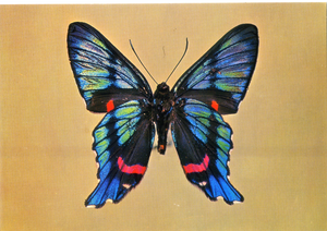 Cartolina Farfalla Postcard Butterfly Ancilura-Ancyluris aulestes