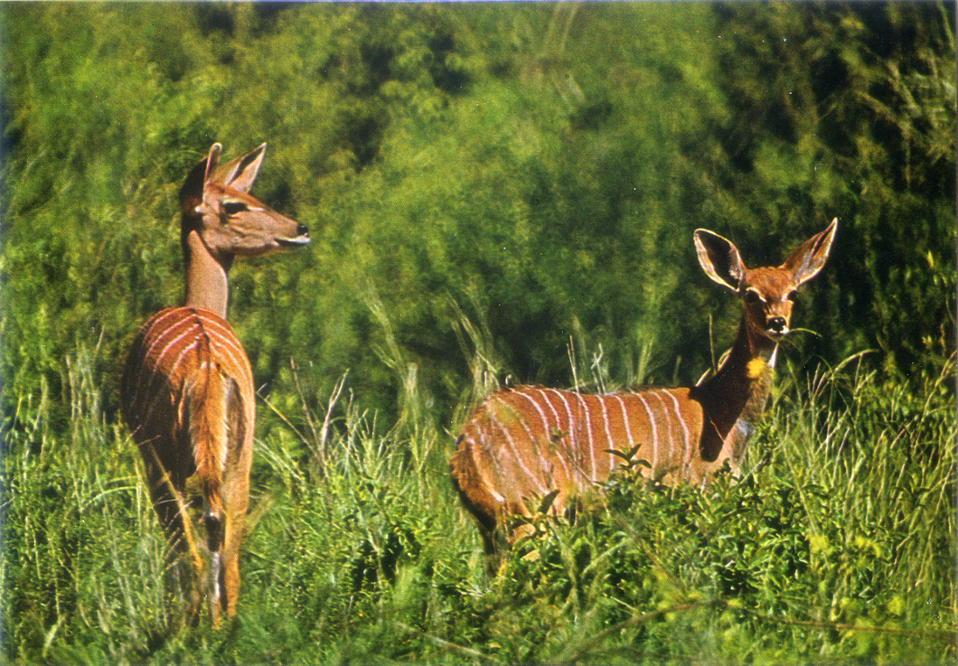 Cartolina Postcard Antilopi-Fauna africana-AFRICA DELL'EST-148/217-GM Milano
