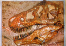 Carica l&#39;immagine nel visualizzatore di Gallery, Cartolina Cranio di Tirannosauro (Tyrannosaurus Rex) (11) GM Milano