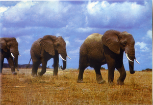 Cartolina Postcard Elefanti-Fauna africana-AFRICA DELL'EST-17/114-GM Milano