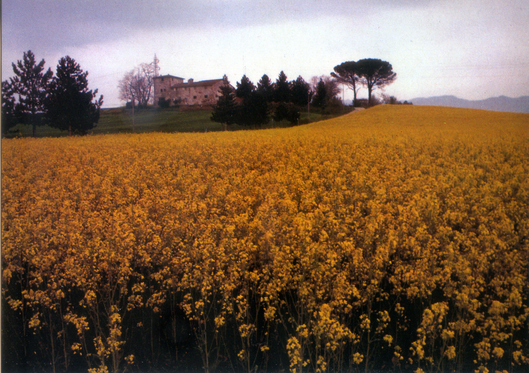 Cartolina Campagna con fiori gialli e Fabbricato Rurale - Italcards Bologna ( S/196 )