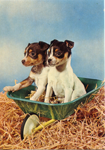 Carica l&#39;immagine nel visualizzatore di Gallery, Cartolina Postcard Cani Jack Russell Terrier Cuccioli - Garami Milano
