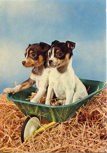 Cartolina Postcard Cani Jack Russell Terrier Cuccioli - Garami Milano