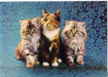 Carica l&#39;immagine nel visualizzatore di Gallery, Cartolina Gattini Postcard Kittens (1015/F) Garami Milano