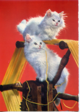 Carica l&#39;immagine nel visualizzatore di Gallery, Cartolina Gatti su Timone Postcard Cats on Helm (311/1) Novacolor