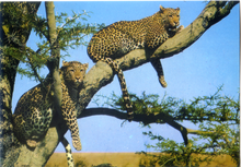 Carica l&#39;immagine nel visualizzatore di Gallery, Cartolina Postcard Leopardi AFRICA DELL&#39;EST Fauna africana 38/139 GM Milano