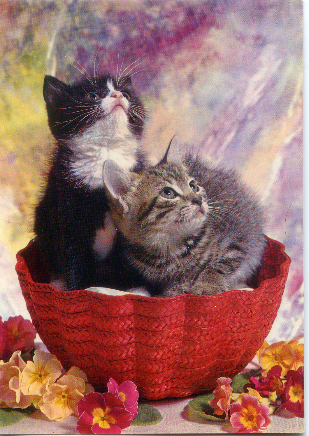 Cartolina Gattini e Fiori Postcard Kittens and Flowers (311/8) Novacolor