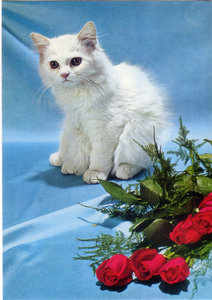 Cartolina Gattino Persiano e Rose Rosse Postcard Persian Kitten & Red Roses (8)