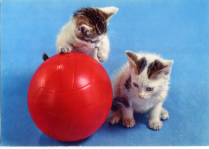 Cartolina Gattini con Palla Postcard Little Cats with Ball (311/7) Novacolor