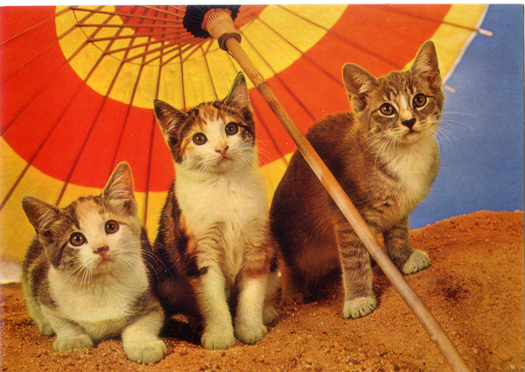 Cartolina Gattini sotto l'Ombrello Postcard Kittens under the Umbrella (1015/B)