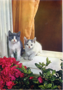 Cartolina Gattini e Fiori Rossi di Rododendro Postcard Kittens & Flowers (2)