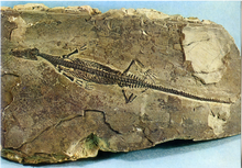 Carica l&#39;immagine nel visualizzatore di Gallery, Cartolina Mesosauro (Mesosaurus Tumidus) (55/159) GM Milano