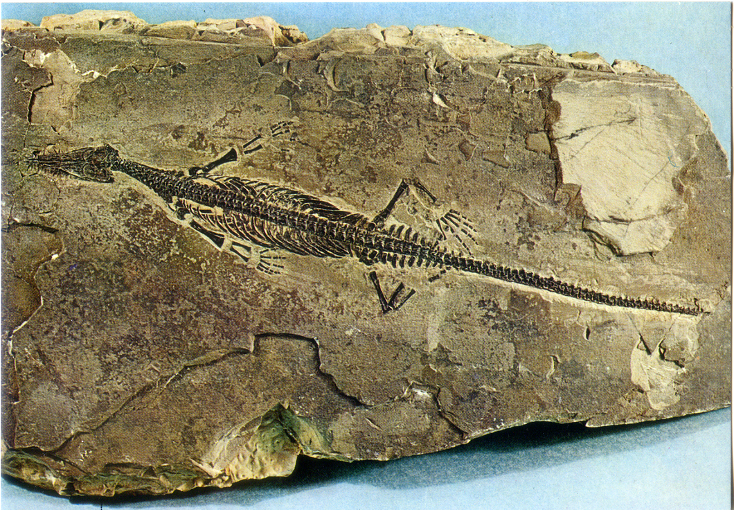 Cartolina Mesosauro (Mesosaurus Tumidus) (55/159) GM Milano