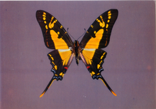 Carica l&#39;immagine nel visualizzatore di Gallery, Cartolina Farfalla Postcard Butterfly Papilio tiaste - Papilio thyastes