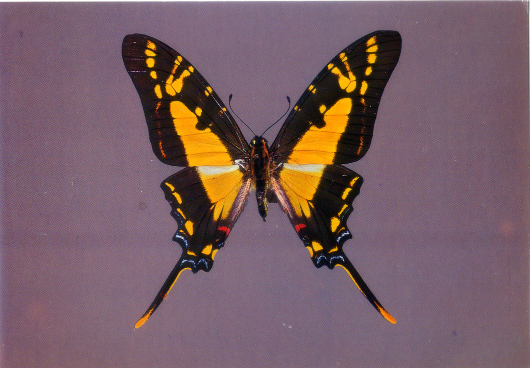 Cartolina Farfalla Postcard Butterfly Papilio tiaste - Papilio thyastes