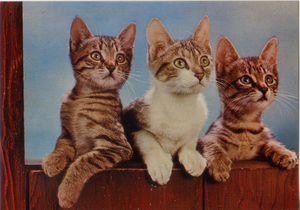 Cartolina Tre Gattini Postcard Three Kittens (1015/A) Garami Milano