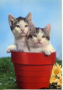 Cartolina Gattini dentro un Vaso Postcard Kittens (1) Garami