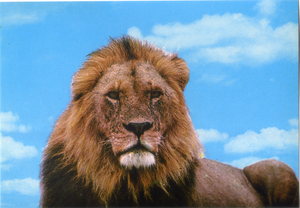 Cartolina Postcard Leone-Fauna Africana-AFRICA DELL'EST-79/167-GM Milano