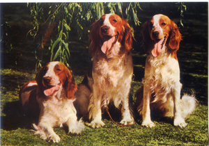 Cartolina Postcard Cani Welsh Springer Spaniel (Springer Spaniel Gallese) Garami