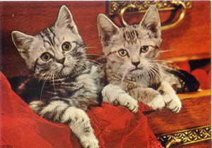 Cartolina Gattini nel Cassetto Postcard Kittens in the Drawer (1015/D) Garami