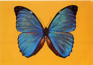 Cartolina Farfalla Postcard Butterfly Morfo Menelao Morpho menelaus (Brasile)