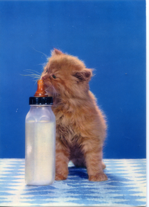 Cartolina Gattino con Biberon Postcard Kitten with Baby Bottle(311/5) Novacolor