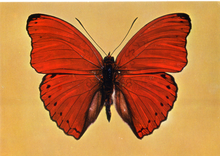 Carica l&#39;immagine nel visualizzatore di Gallery, Cartolina Farfalla Postcard Butterfly Cimotoe sanguigna Cymothoe sangaris