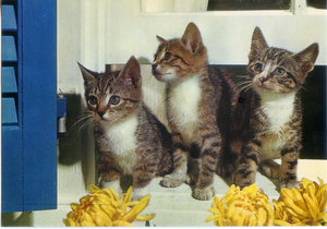 Cartolina Tre Gattini Postcard Three Kittens (9) Garami Milano