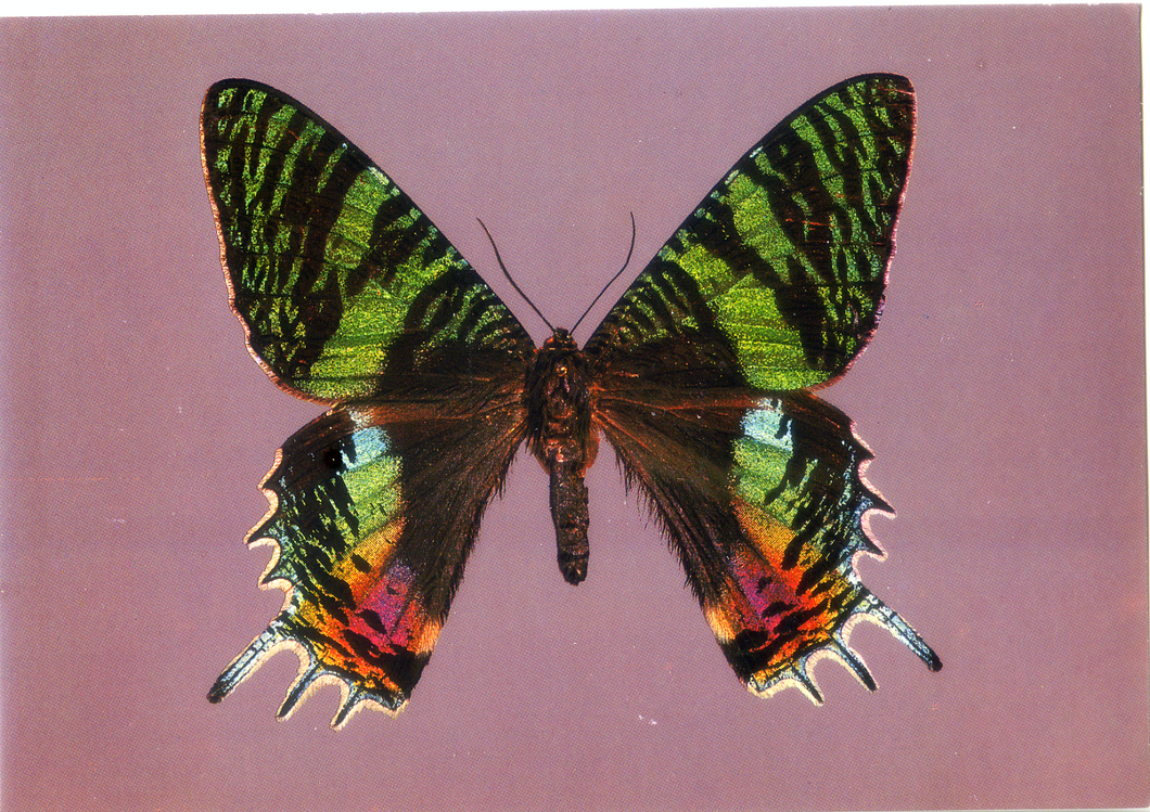 Cartolina Farfalla Postcard Butterfly Urania Creso - Chrysiridia croesus