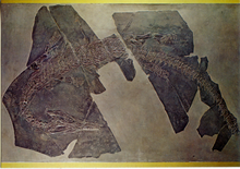 Carica l&#39;immagine nel visualizzatore di Gallery, Cartolina Ascheptosauro (Askeptosaurus Italicus) (63/167) GM Milano