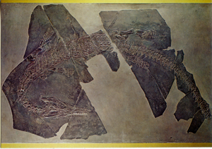Cartolina Ascheptosauro (Askeptosaurus Italicus) (63/167) GM Milano