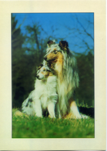 Carica l&#39;immagine nel visualizzatore di Gallery, Cartolina Fantasia Italcards (FT 575) - Collie madre con piccolo