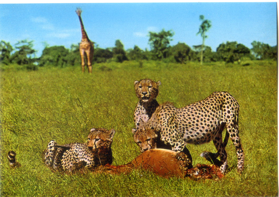 Cartolina Postcard Ghepardi-Fauna africana-AFRICA DELL'EST-142/211-GM Milano