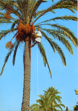 Carica l&#39;immagine nel visualizzatore di Gallery, Cartolina Fascino dell&#39;Africa - Uomo in arrampicata su Palma (18) - GM Milano
