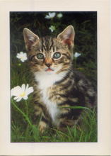 Carica l&#39;immagine nel visualizzatore di Gallery, Cartolina Fantasia Italcards (FT 573) - Gatto con Margherite