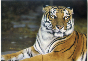 Cartolina  Tigre-Fauna Asiatica-ASIA- GM Milano - Postcard Tiger-Asian Fauna