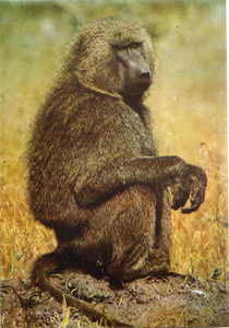 Cartolina Postcard Babbuino AFRICA DELL'EST Fauna africana 107/181 GM Milano