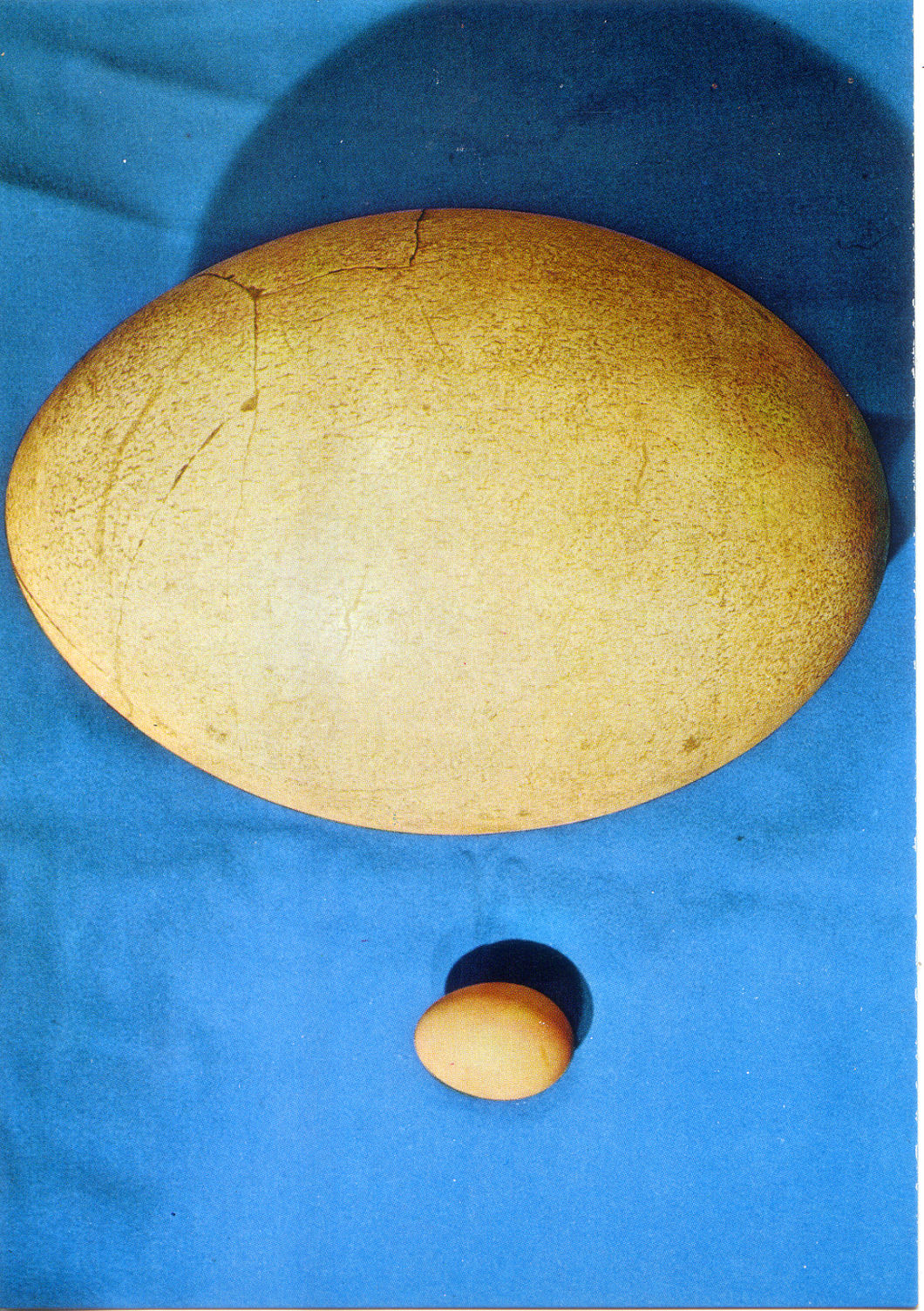 Cartolina Uovo di Aepyornis [a confronto con uovo di gallina] (54/158) GM Milano
