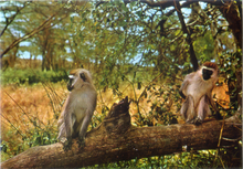 Carica l&#39;immagine nel visualizzatore di Gallery, Cartolina Postcard Cercopitechi AFRICA DELL&#39;EST Fauna africana 149/218 GM Milano