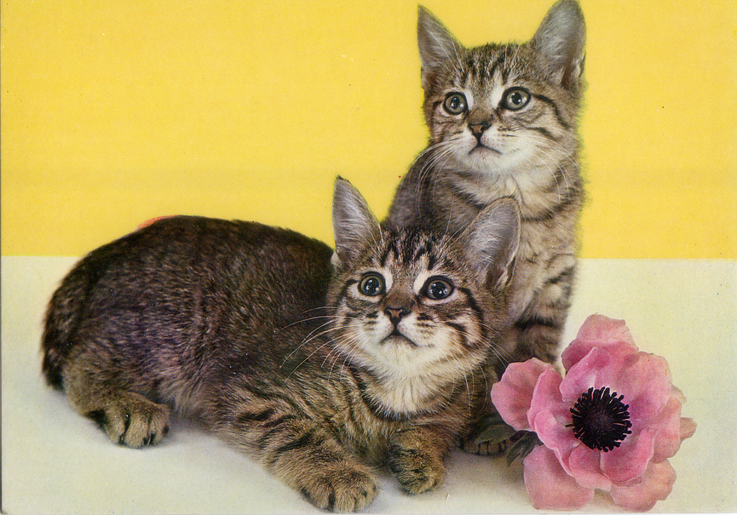 Cartolina Gattini con Fiore Postcard Kittens & Flower (10) Garami Milano