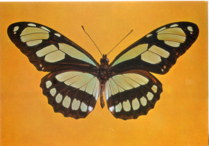 Cartolina Farfalla Postcard Butterfly Metamorfa Didone Metamorpha dido