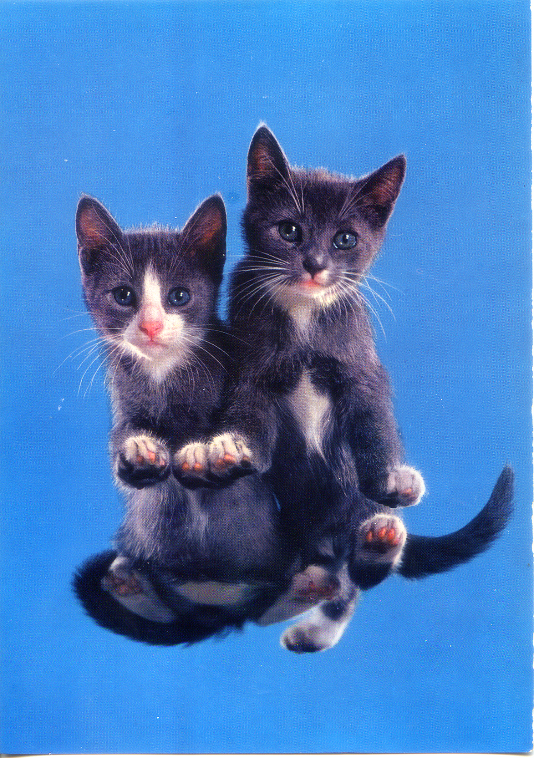 Cartolina Gattini Postcard Little Cats (311/4) Novacolor