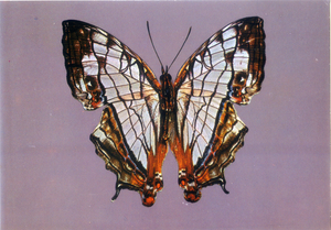 Cartolina Farfalla carta geografica-Cyrestis thyodamas Postcard Butterfly