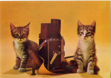 Carica l&#39;immagine nel visualizzatore di Gallery, Cartolina Gattini e Rolleicord Postcard Kittens &amp; Rolleicord (1015/C) Garami