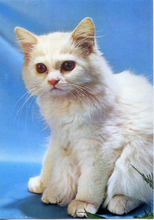 Carica l&#39;immagine nel visualizzatore di Gallery, Cartolina Gatto Bianco Postcard White Cat (12) Garami Milano