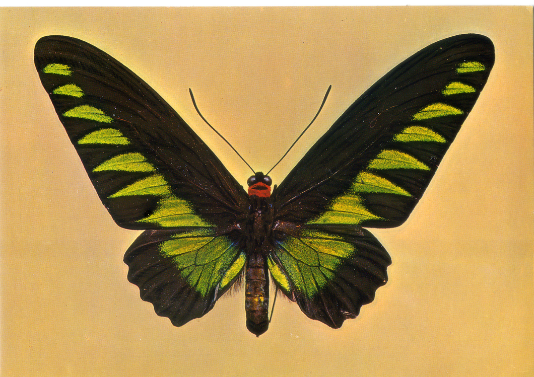 Cartolina Farfalla Postcard Butterfly Ornitottera di Brook-Troides Brookiana