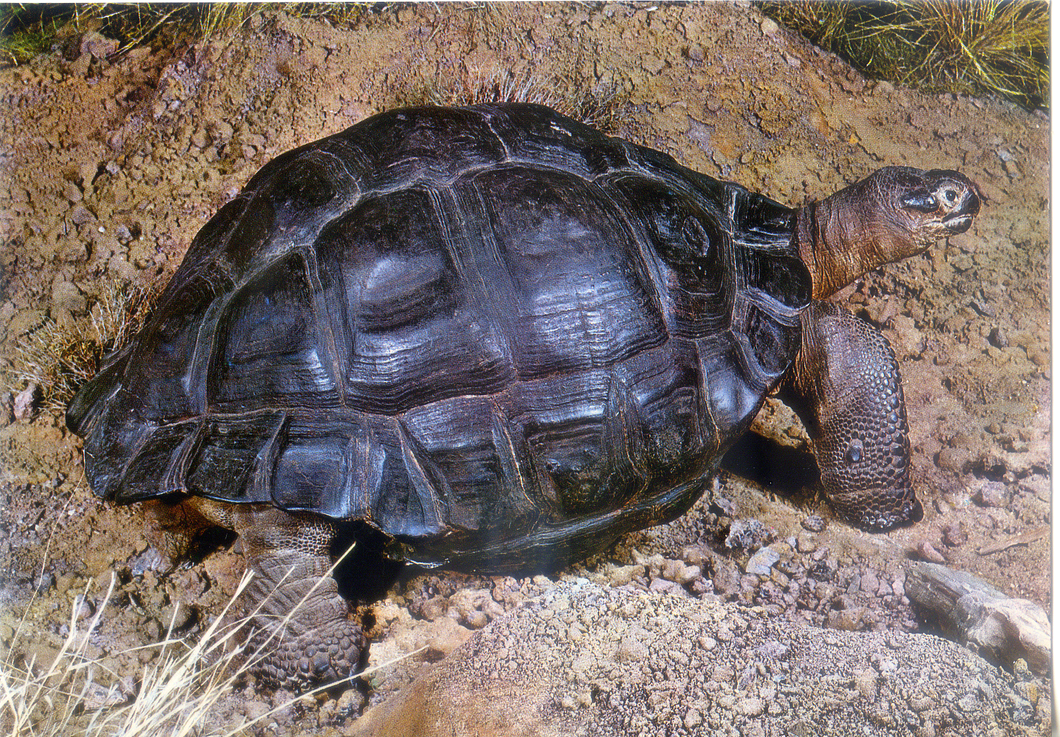 Cartolina Tartaruga Gigante Isole GalapagosMuseo Civico di Storia Naturale MI (6)