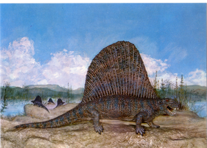 Cartolina Ricostruzione di Dimetrodonte MuseoCivico di Storia Naturale Milano (8)