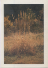 Carica l&#39;immagine nel visualizzatore di Gallery, Cartolina Pianta di Grano selvatico (N/1005) Italcards - Foto Mario Rebeschini