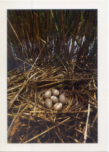 Carica l&#39;immagine nel visualizzatore di Gallery, Cartolina Nido con uova dentro un Canneto (N/1009) Italcards